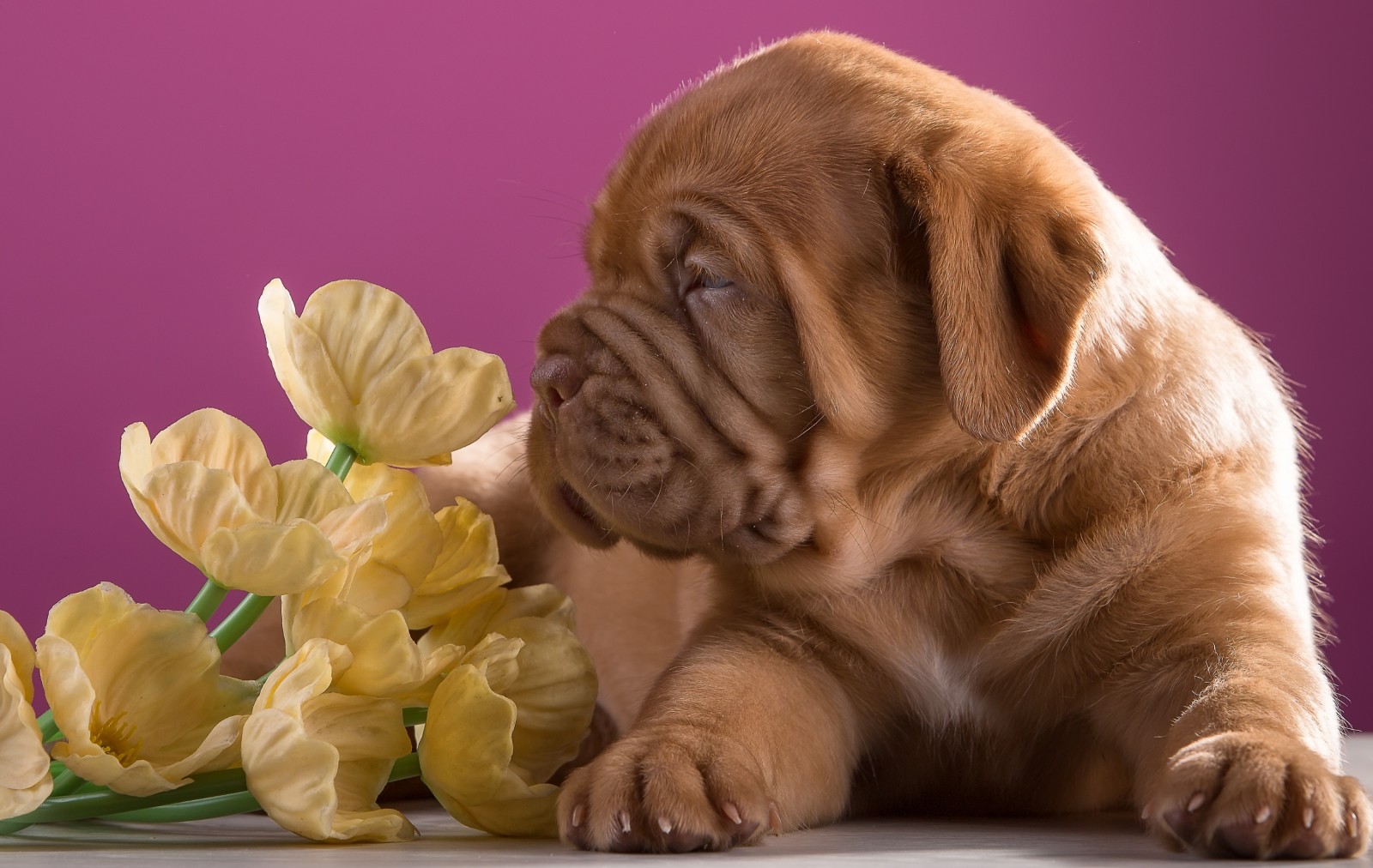 chiot, fleurs, profil, race, Dogue de Bordeaux