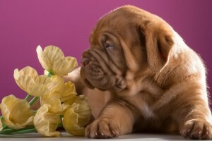 ras, Bordeauxdog, bloemen, profiel, puppy