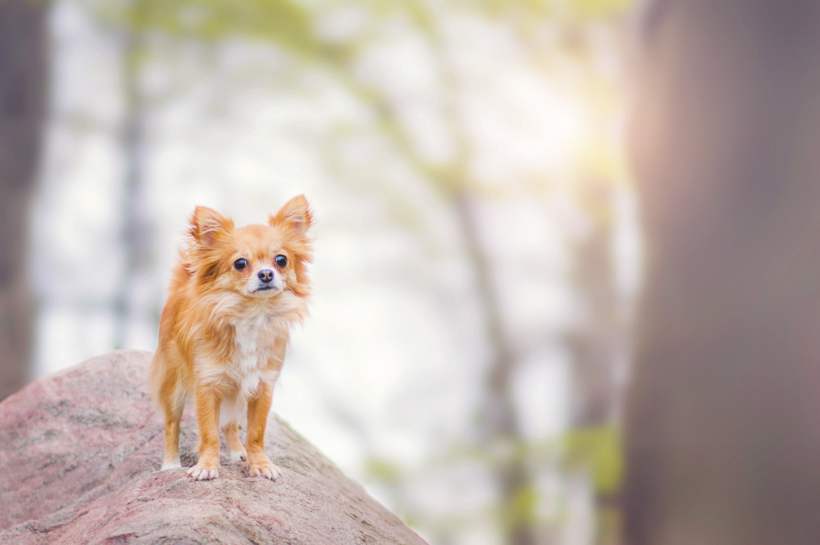 aussehen, Hintergrund, Hund, jeder