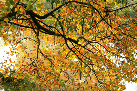 autunno, rami, le foglie, fiume, albero