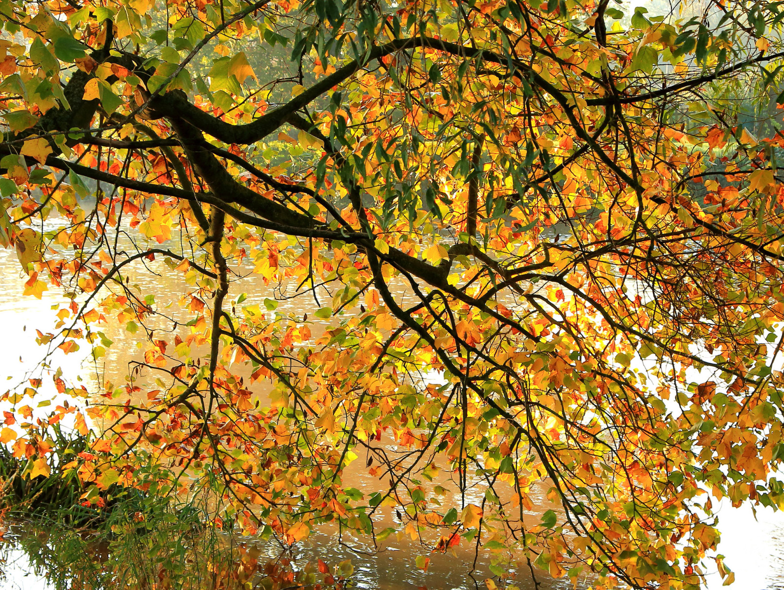 Baum, Herbst, Geäst, Fluss, Blätter