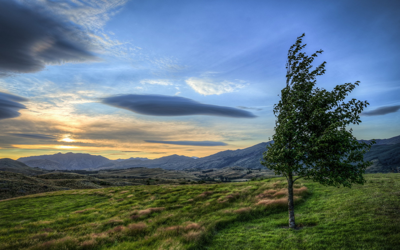 tree, landscape, field