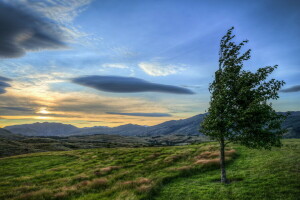 field, landscape, tree