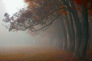 l'automne, brouillard, Matin, la nature, octobre, des arbres