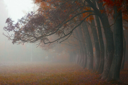 höst, dimma, morgon-, natur, oktober, träd