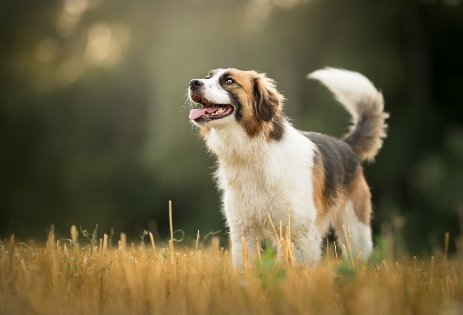 iarbă, câine, bokeh