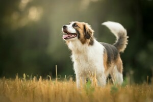 bokeh, cachorro, Relva