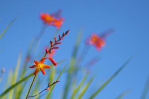 flowers, grass, plant, the sky