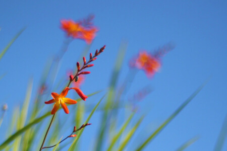 blomster, gress, anlegg, himmelen