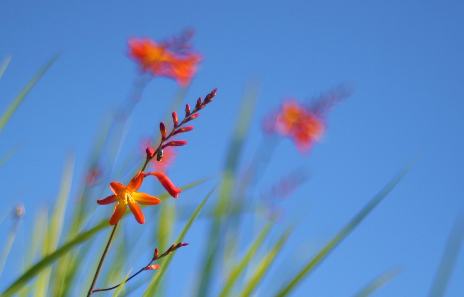 gräs, himmelen, blommor, växt