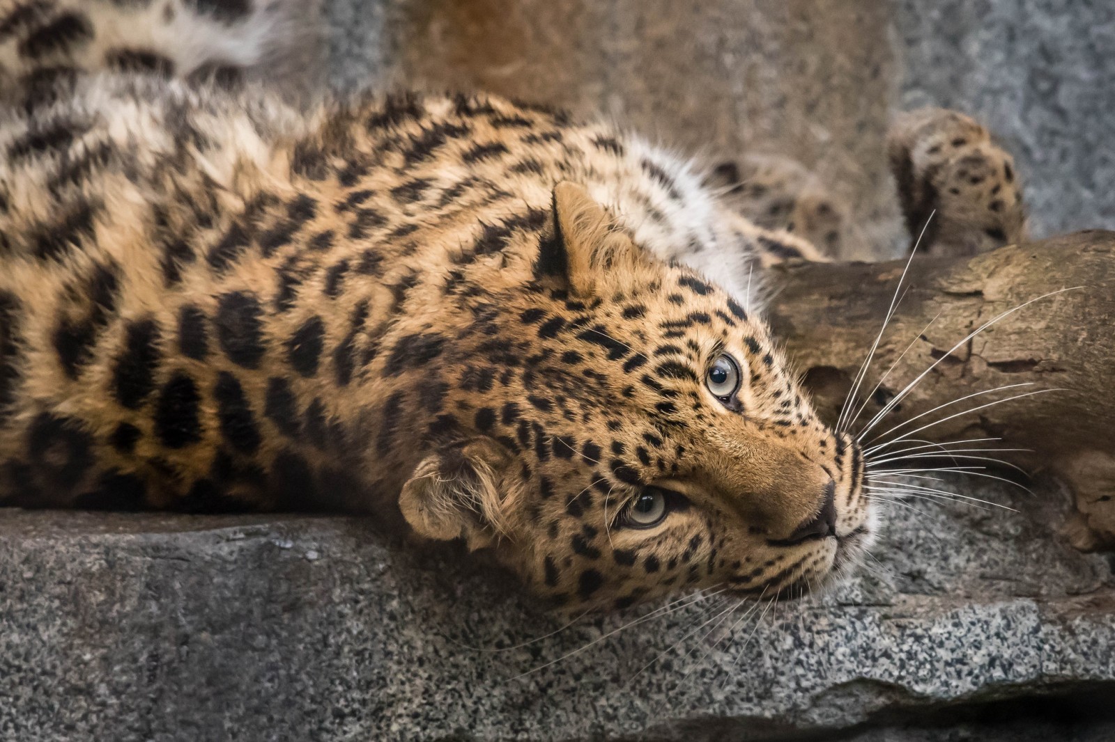 baby, vakker, Leopard