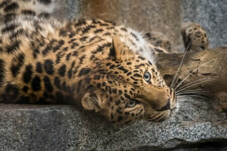 bebé, hermosa, Leopardo