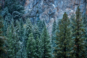 CA, skały, śnieg, drzewa, USA, zimowy, Yosemite, Park Narodowy Yosemite