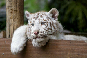 blåa ögon, katt, pott, se, tiger, vit tiger, © Tambako Jaguaren