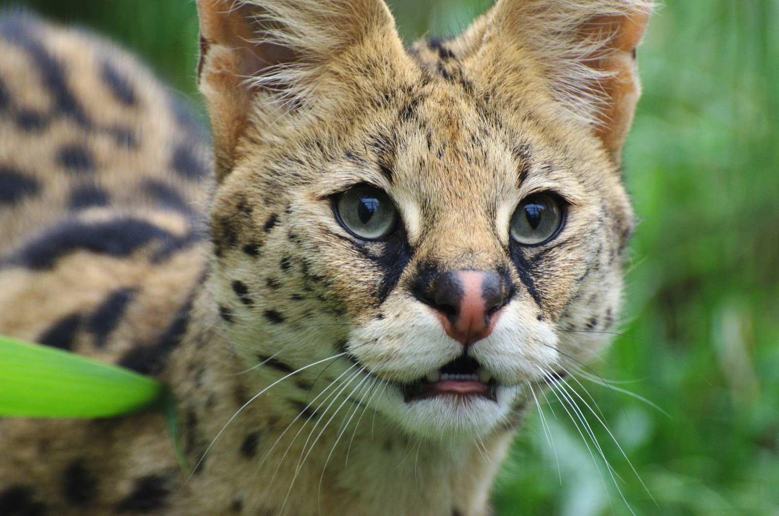 néz, szemek, vadmacska, Serval