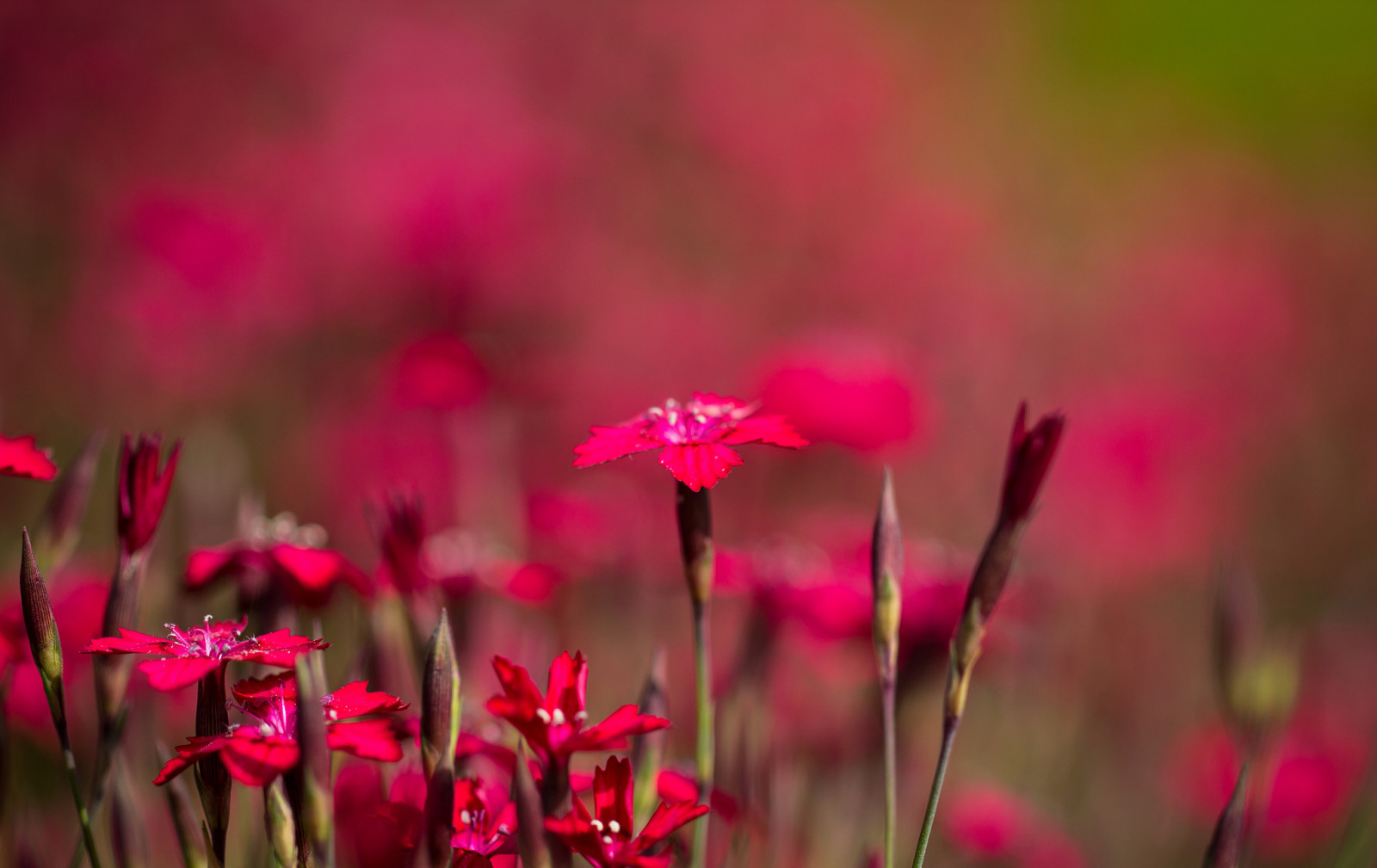 Natur, Feld, Wiese, Blütenblätter, Garten, Chinesische Nelke