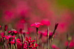 Oeillet chinois, champ, Jardin, Prairie, la nature, pétales