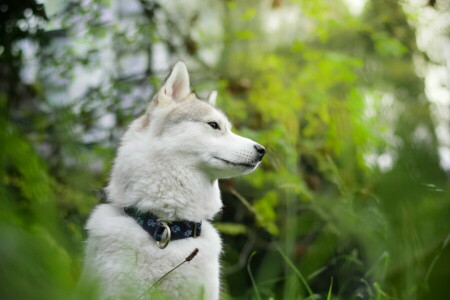 cane, ogni, Guarda