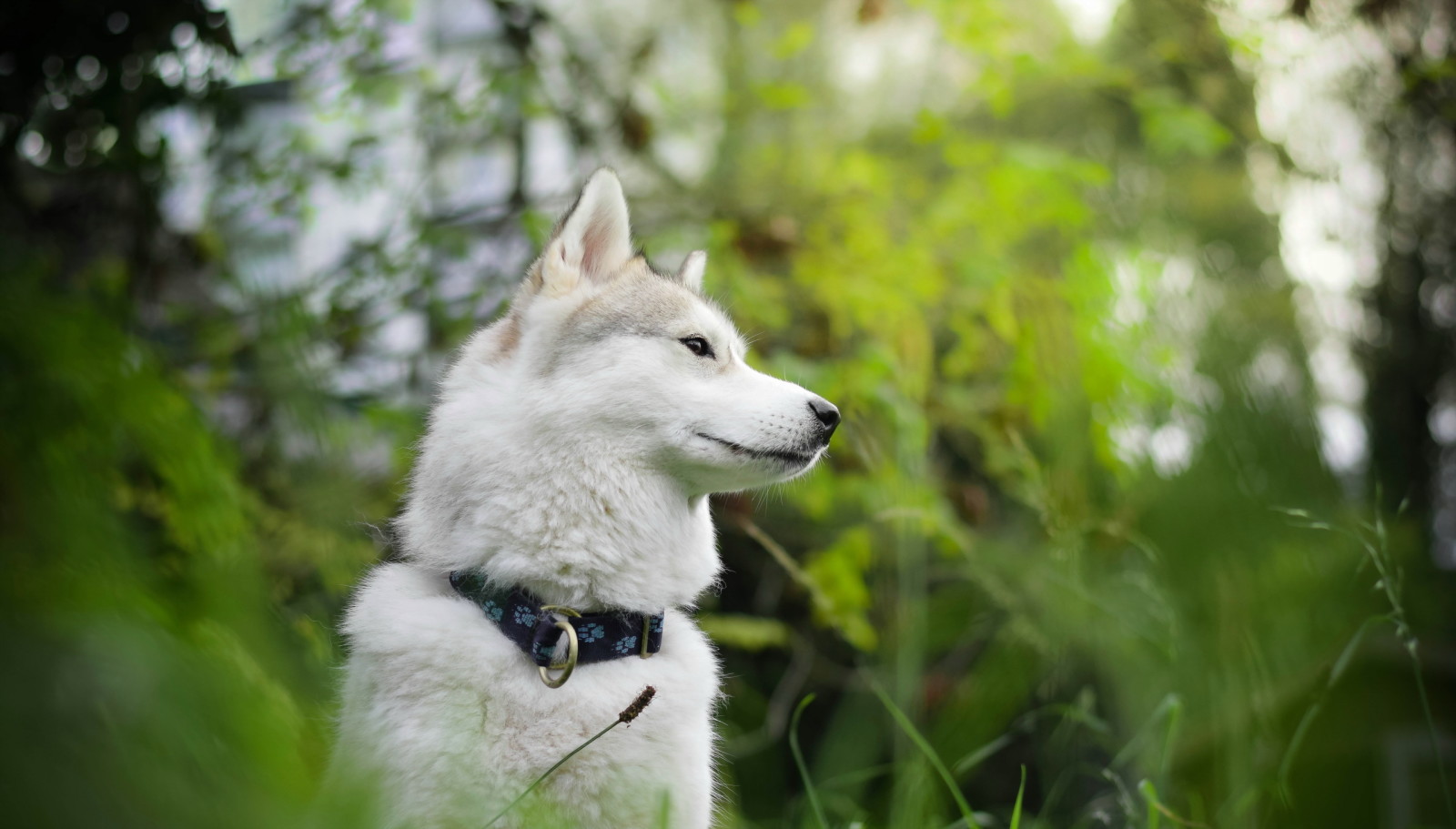 se, hund, varje