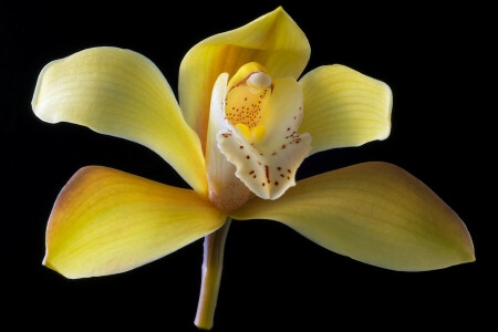 flor, natureza, Orquídea, pétalas, plantar