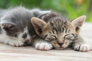 un couple, chatons, sommeil, rester