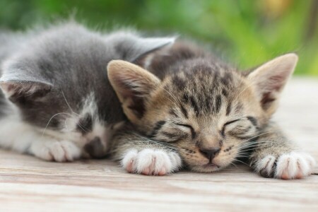 una pareja, gatitos, dormir, permanecer