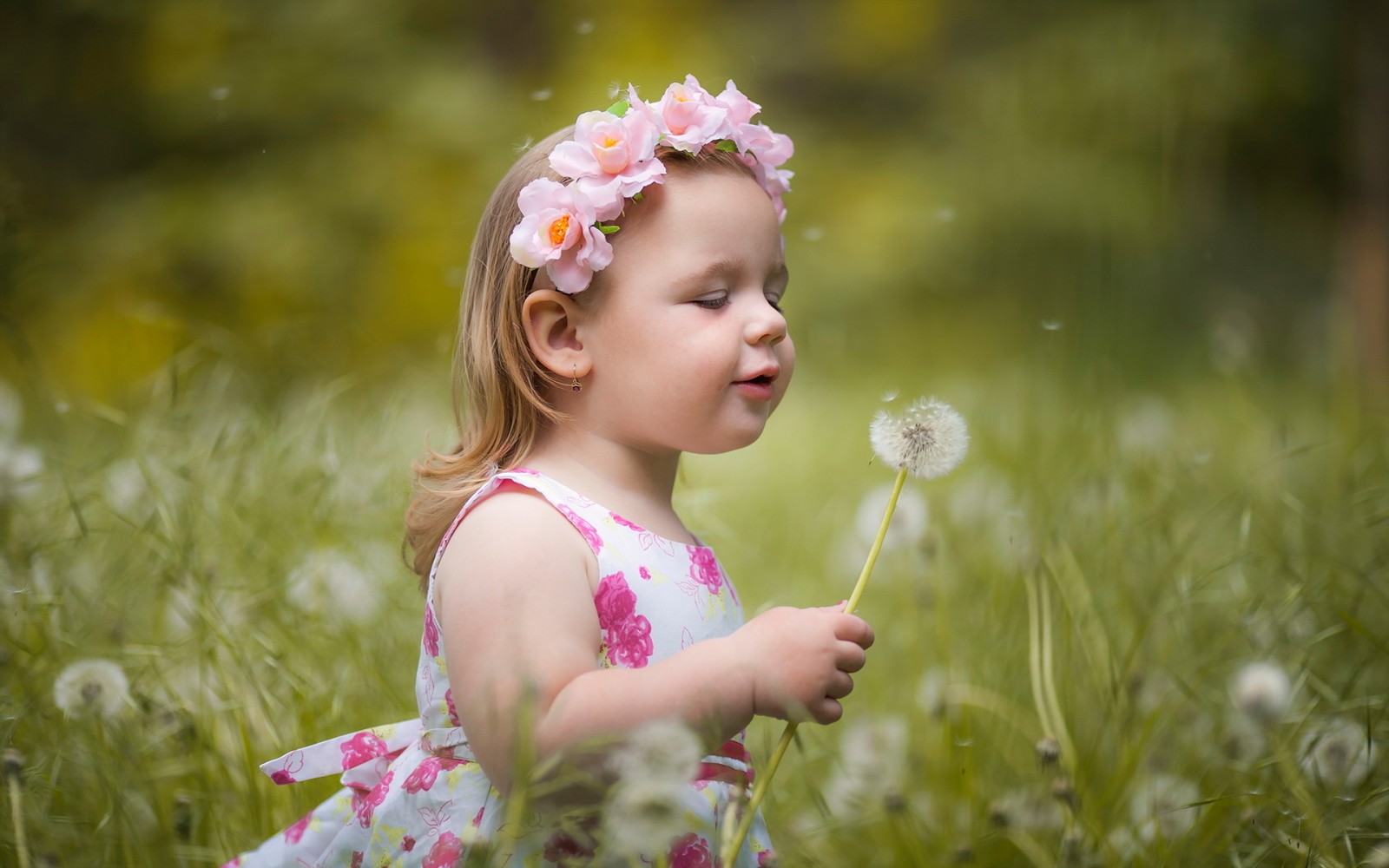 verano, niña, diente de león