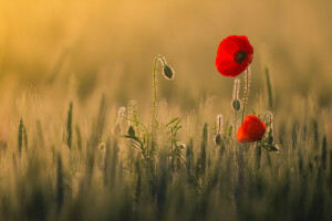 veld-, bloemen, warmte, licht, Maki, rood