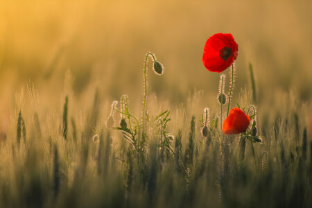 veld-, bloemen, warmte, licht, Maki, rood