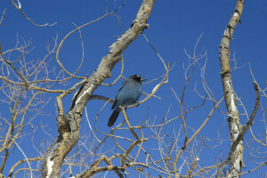 bird, branches, the sky, trees