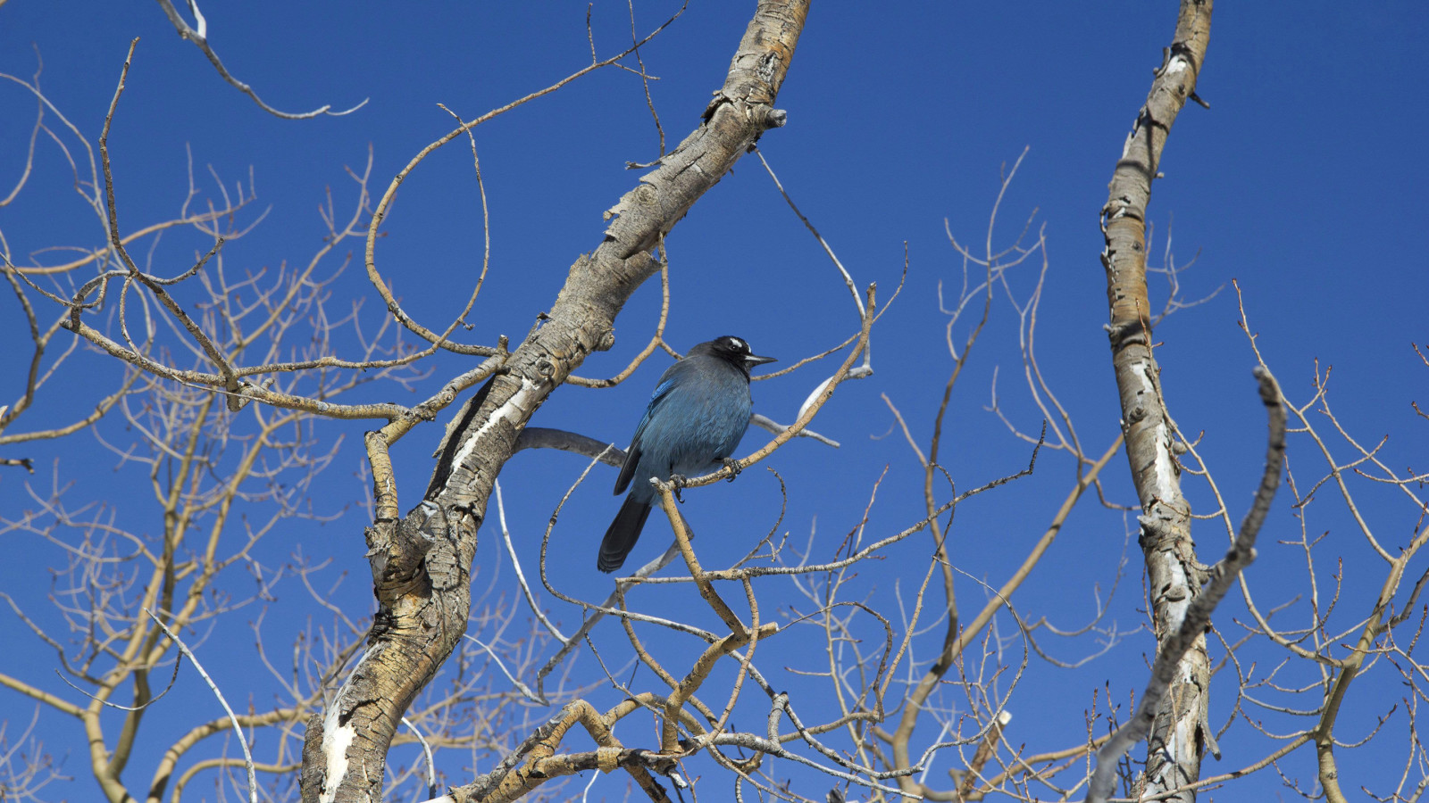 Geäst, der Himmel, Bäume, Vogel