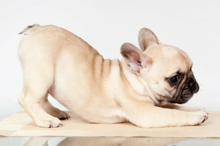 French bulldog, pose, puppy