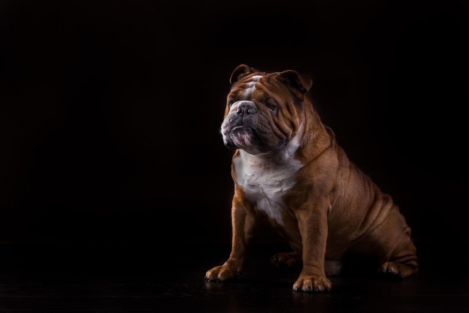 hund, svart bakgrunn, bulldog, engelsk bulldog