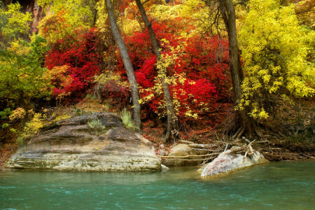 herfst, Woud, rivier-, kust, stenen, bomen