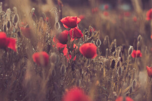 veld-, bloemen, Maki, weide, zonsondergang