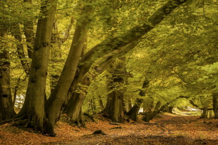 otoño, paisaje, la carretera, arboles