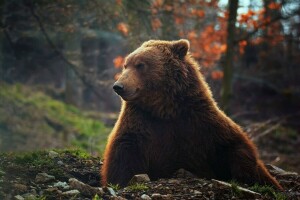 Björn, bokeh, skog, stilig, porträtt, Bruins