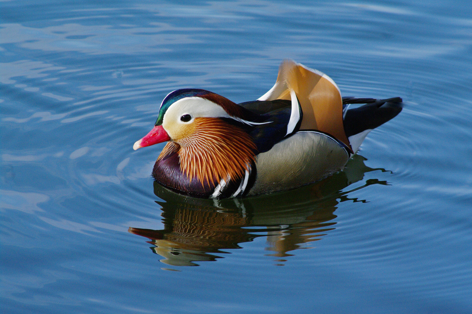 l'eau, oiseau, peindre, plumes, canard, mandarine