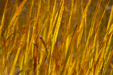 otoño, césped, macro, prado, plantas