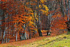 herfst, Woud, gras, helling, bomen