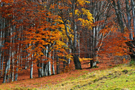 herfst, Woud, gras, helling, bomen