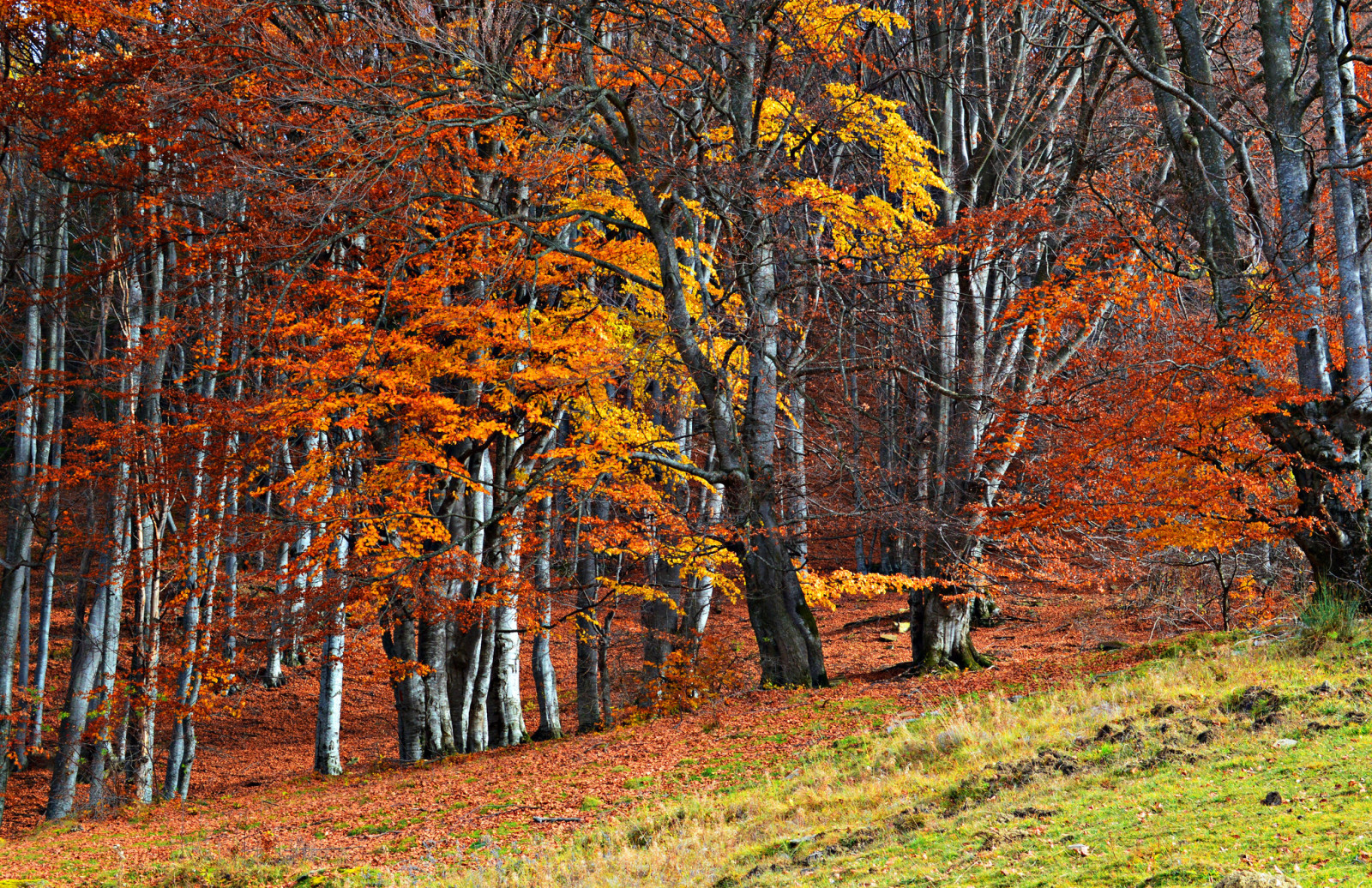 höst, skog, gräs, träd, backe