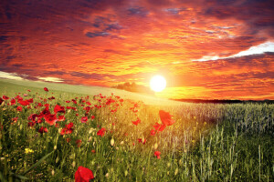 clouds, field, flowers, grass, Maki, red, sunset, the sky