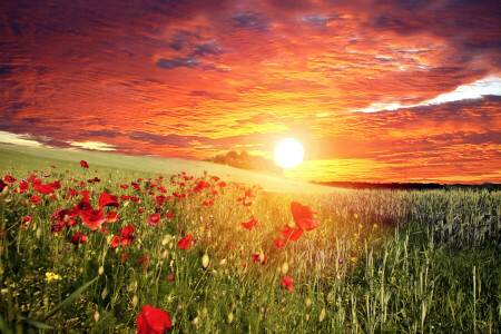 wolken, veld-, bloemen, gras, Maki, rood, zonsondergang, de lucht