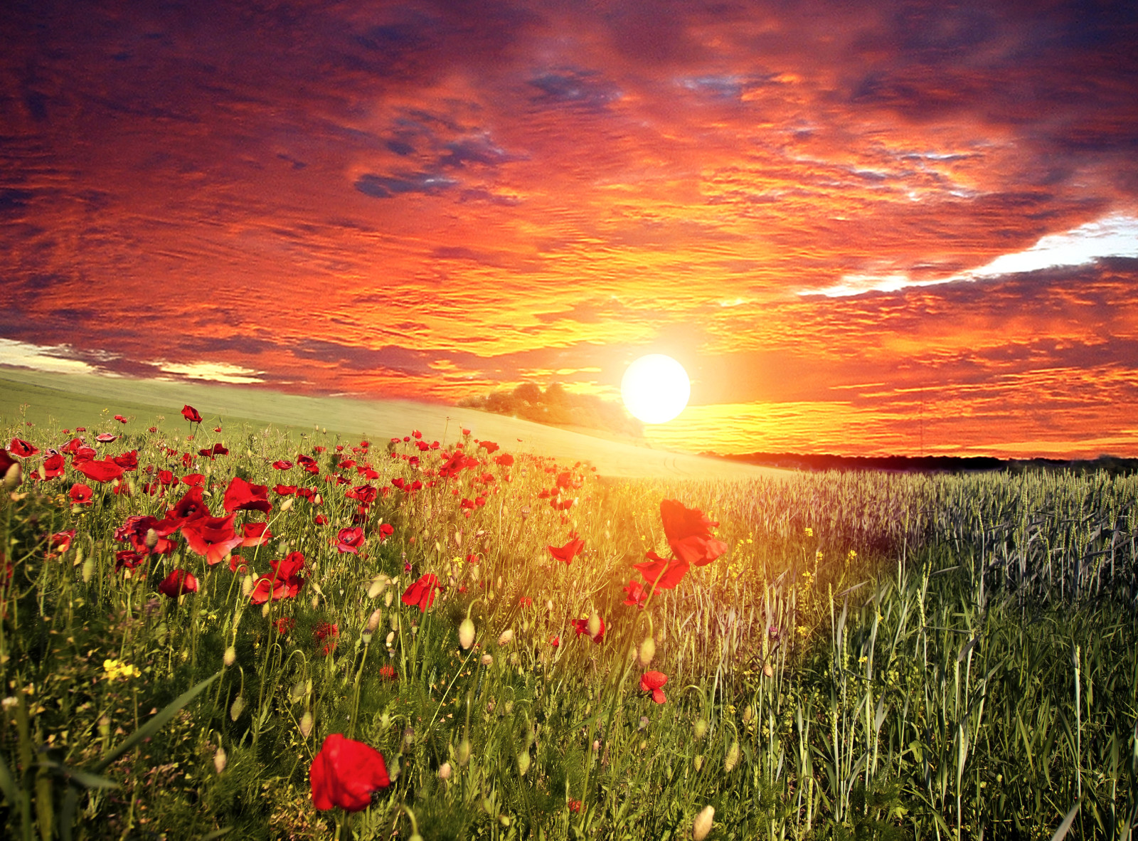 herbe, Le ciel, le coucher du soleil, rouge, champ, fleurs, des nuages, le soleil