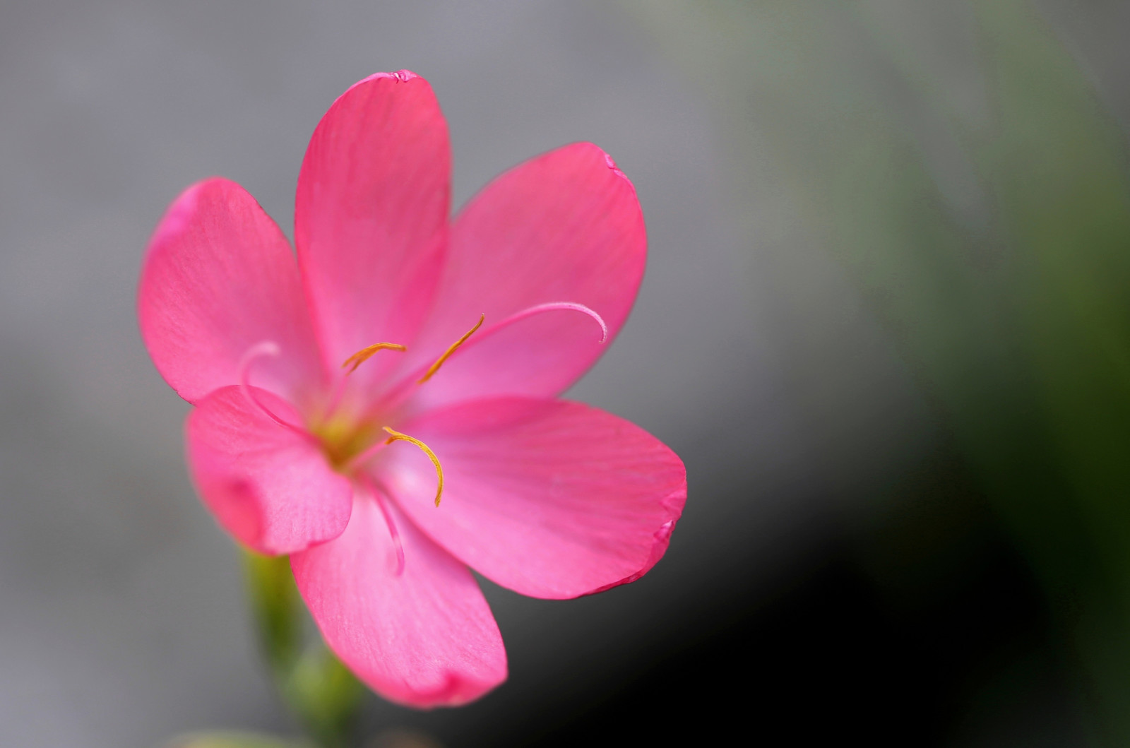 natura, pianta, fiore, petali