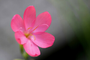 flor, naturaleza, pétalos, planta