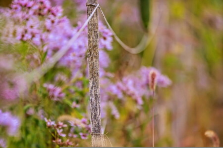 flowers, macro, the fence