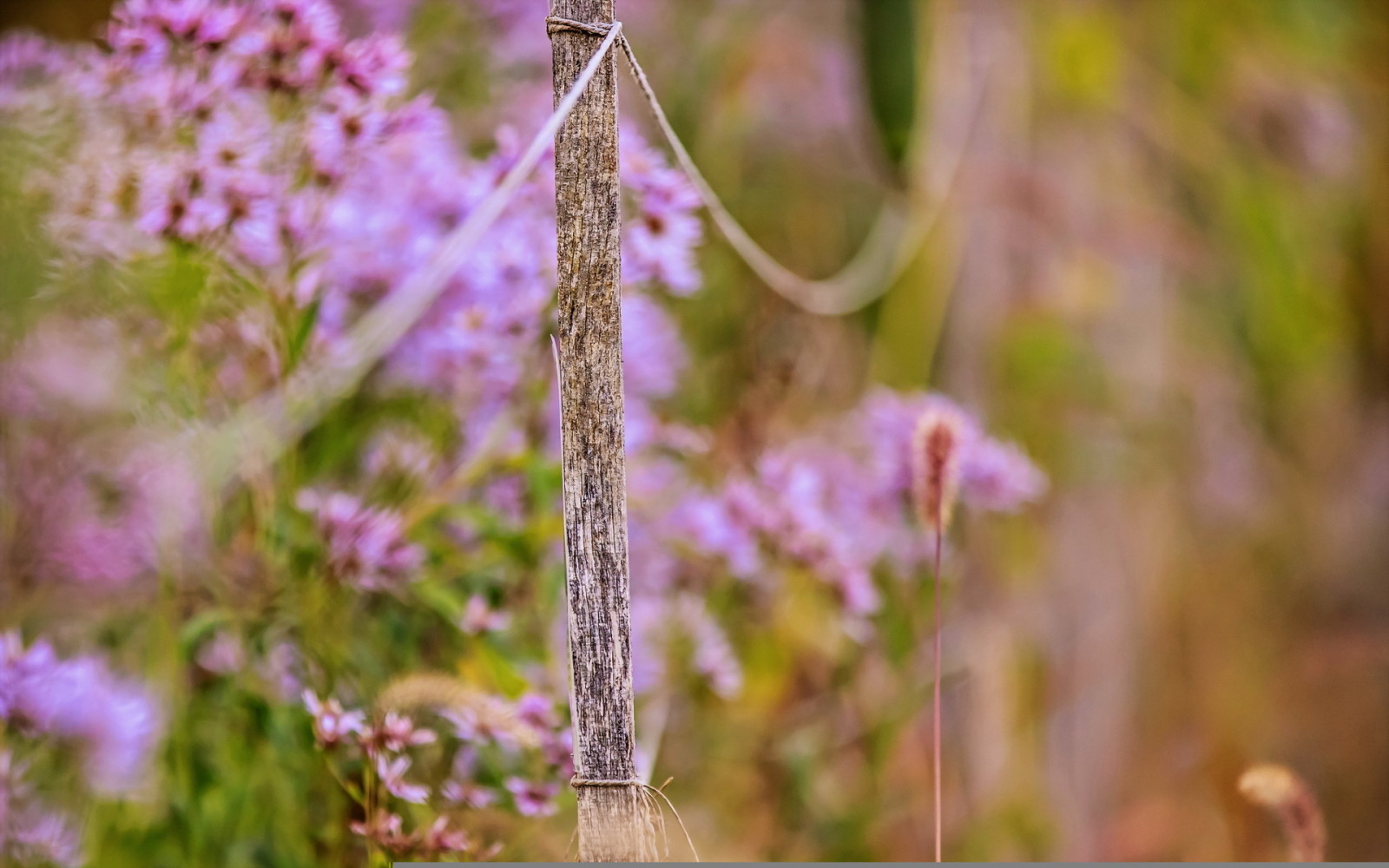 macro, flowers, the fence