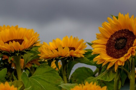 champ, tournesols, soleils